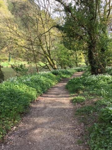 Riverside Stay Gunnislake Dış mekan fotoğraf